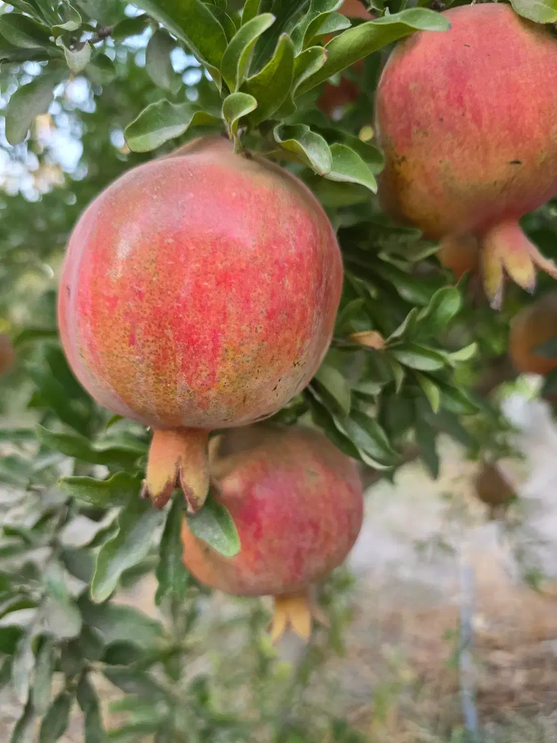 باغ محوطه سازی شده|فروش زمین و ملک کلنگی|رباط‌کریم, منجیل آباد|دیوار