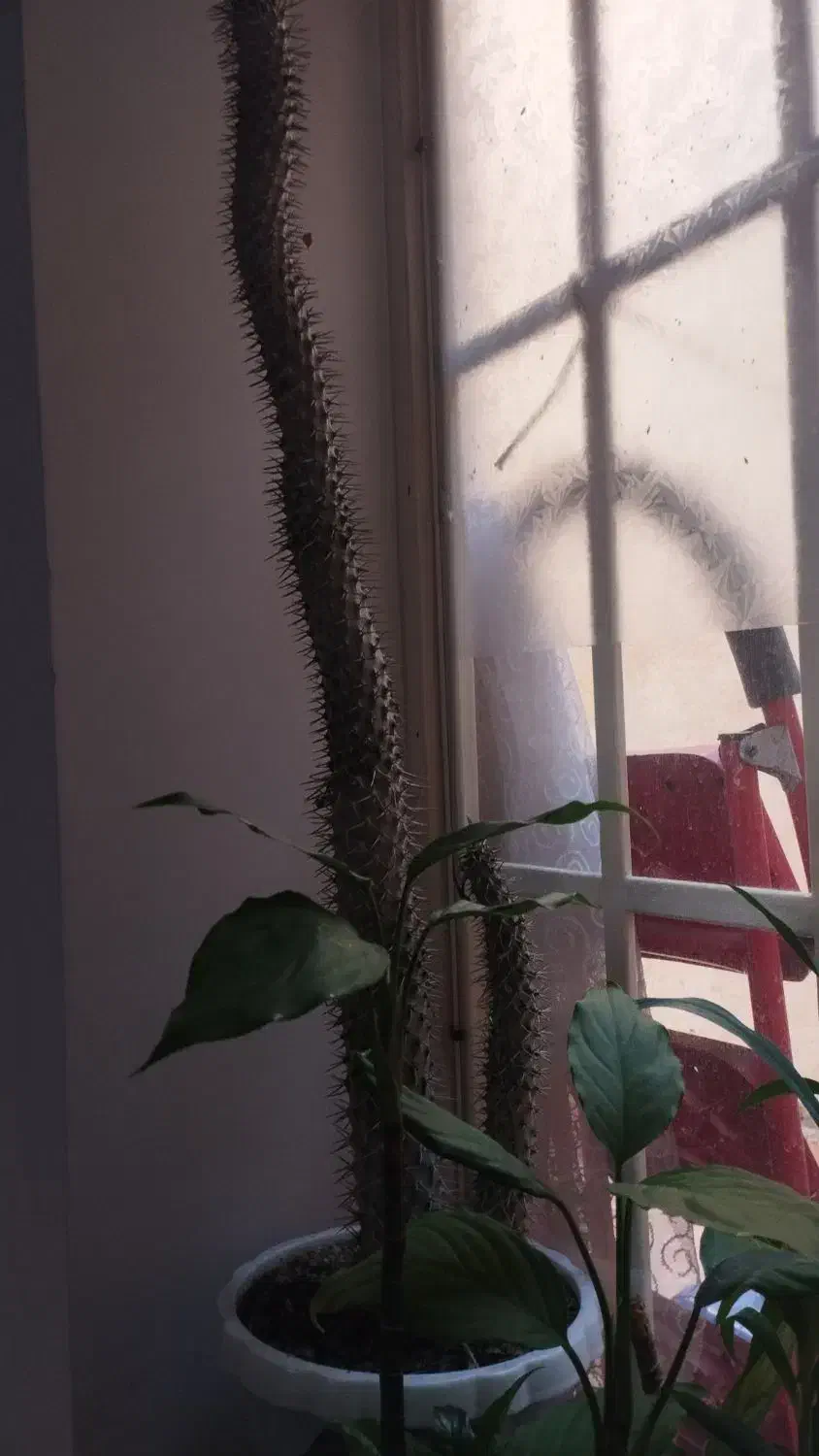 نخل ماداگاسکار|گل و گیاه طبیعی|خلیفان, |دیوار