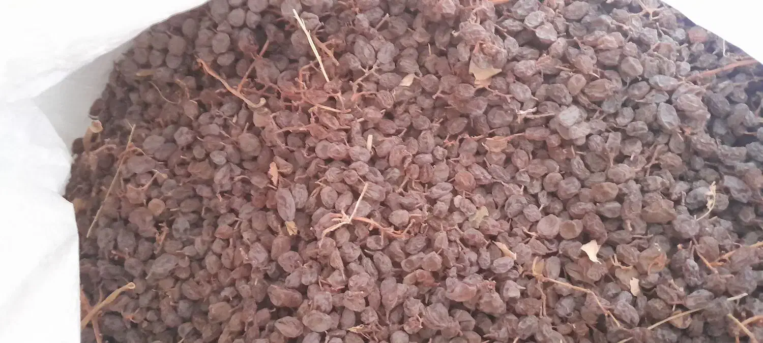 کشمش بیدانه|خوردنی و آشامیدنی|تاکستان, |دیوار