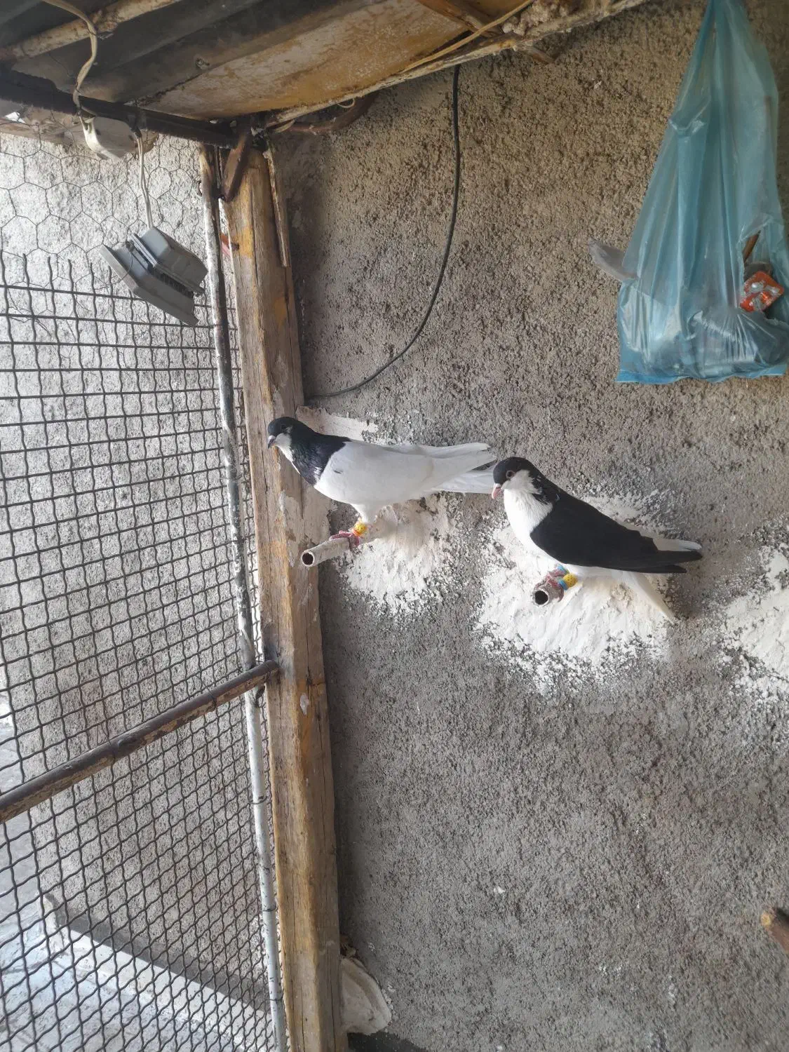 کبوتر شصتی وچپ|پرنده|اقبالیه, |دیوار