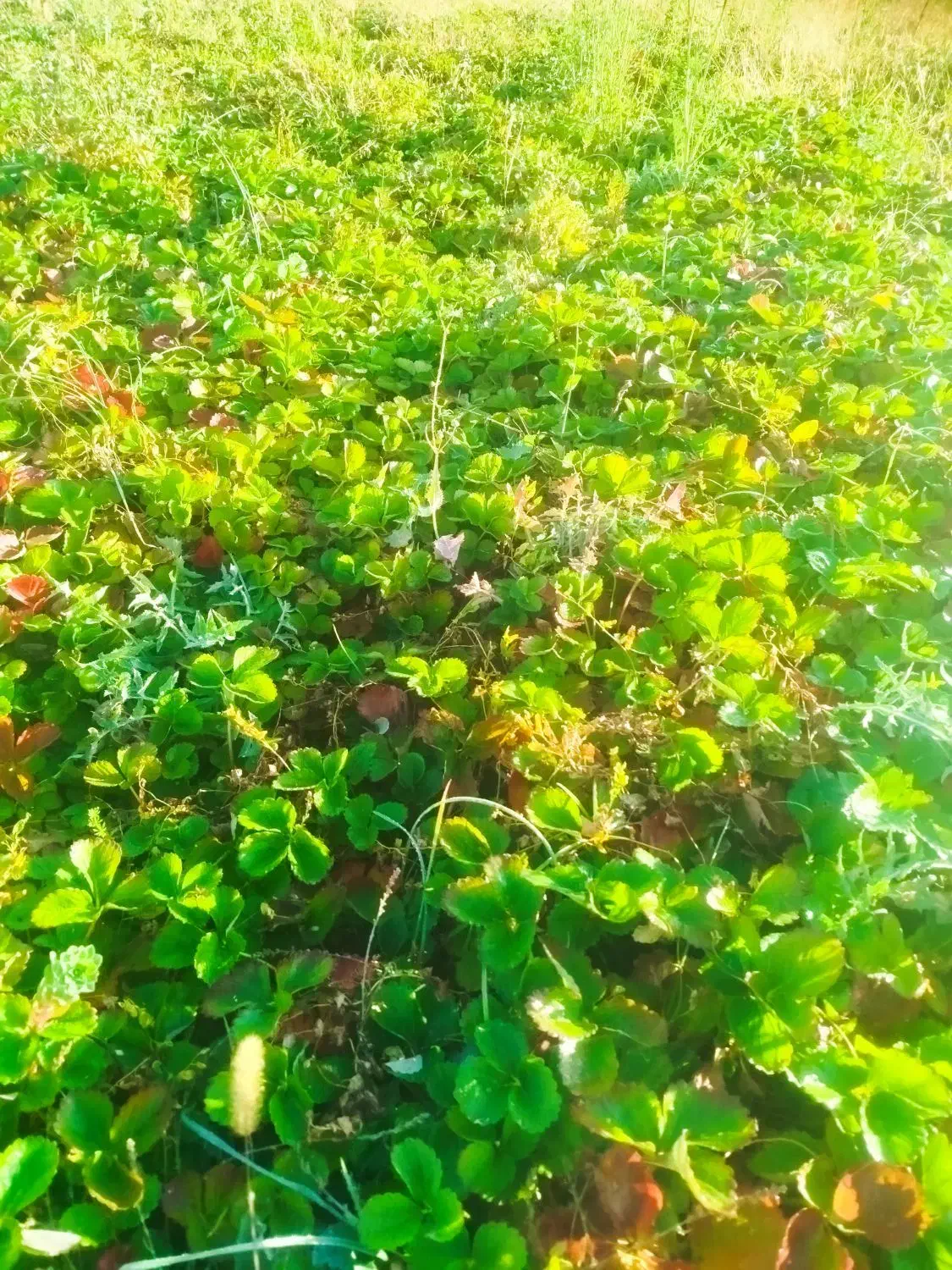 بوته ونشائ توت فرنگی|خدمات باغبانی و درختکاری|موچش, |دیوار