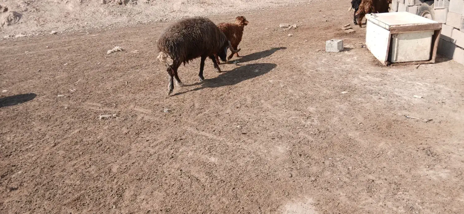 قوچ|حیوانات مزرعه|بندر امام خمینی, |دیوار