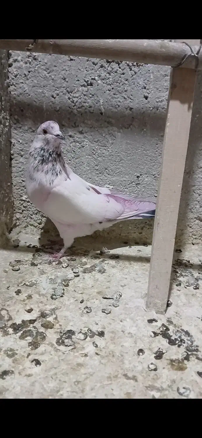 کبوتر پرشی|پرنده|محمدشهر, کوی بهار|دیوار