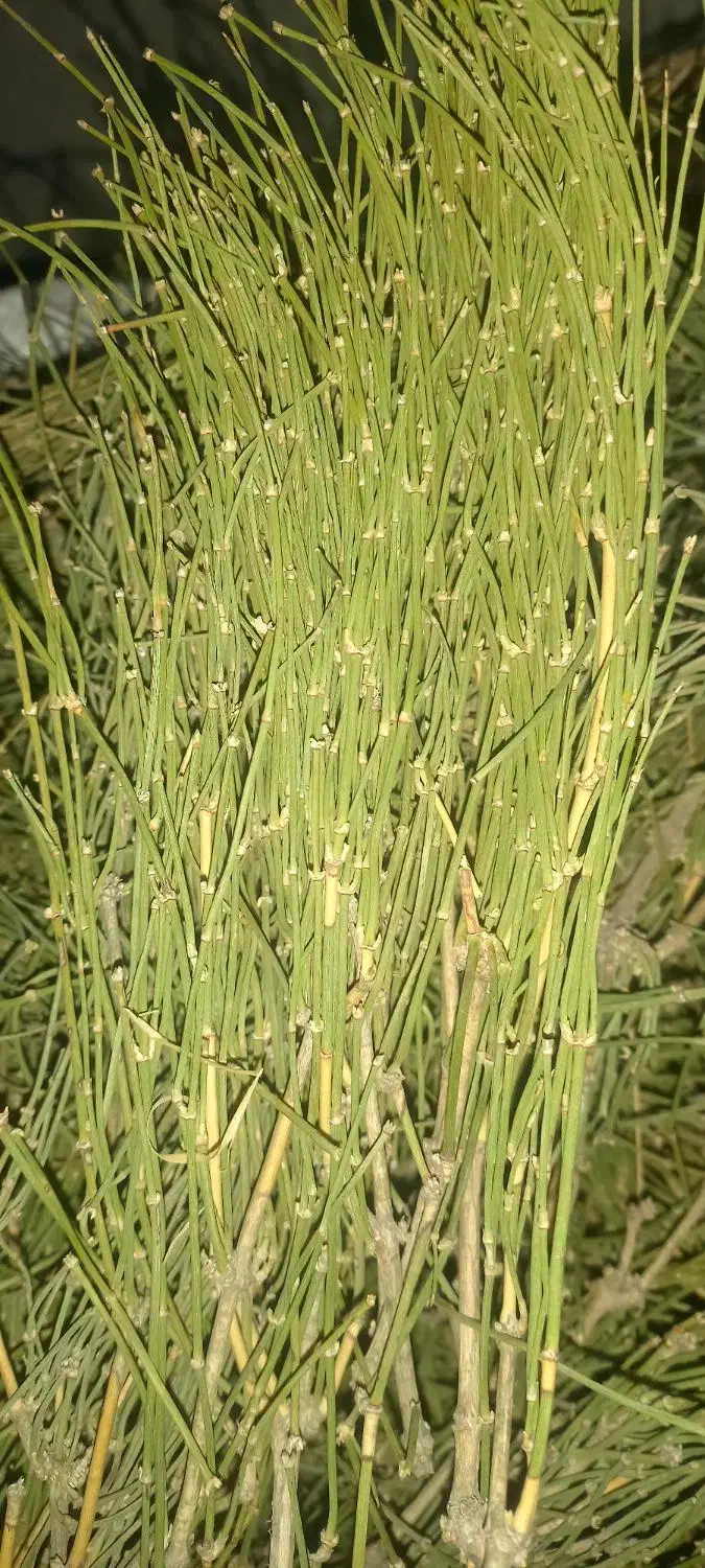 ریش بزی هوم ( افدرا)|گل و گیاه طبیعی|سراب, |دیوار