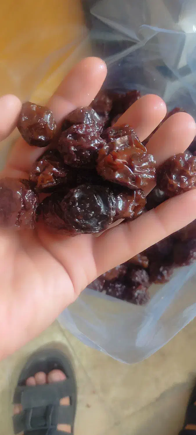 تخمه آفتابگردان و انواع آلو|حراج|خرمدره, |دیوار