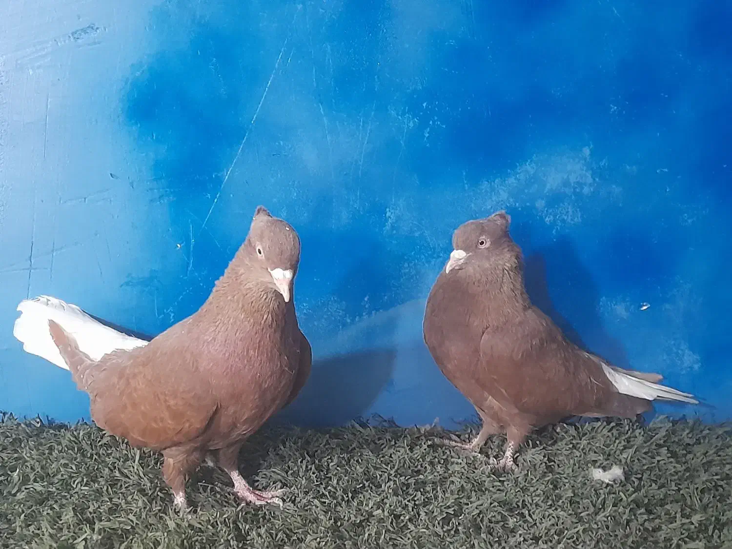 دستگاه جوجه کشی|لوازم جانبی حیوانات|مشهد, همت آباد|دیوار