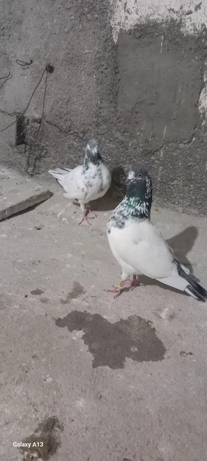 2 جفت کبوتر فروشی|پرنده|گرگان, |دیوار