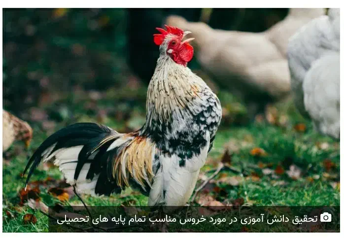 فروش خروس محلی|حیوانات مزرعه|یزد, |دیوار