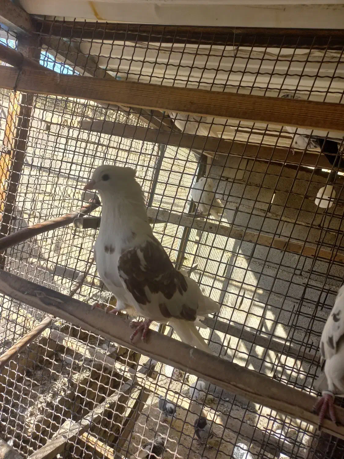 کبوتر پرشی|پرنده|هشتگرد, شهرک ولیعصر (مصلی)|دیوار