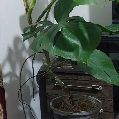 گل (پرنده)|گل و گیاه طبیعی|چناران, |دیوار