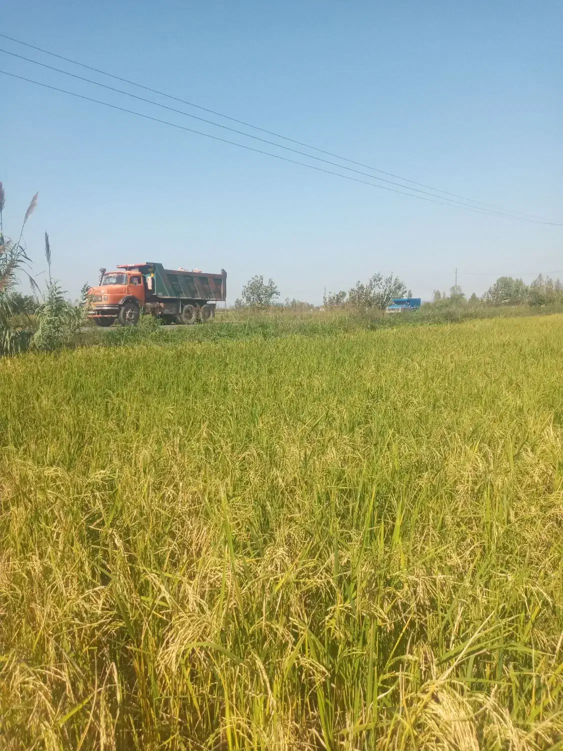 زمین کشاورزی|فروش دفتر صنعتی، کشاورزی، تجاری|آمل, |دیوار