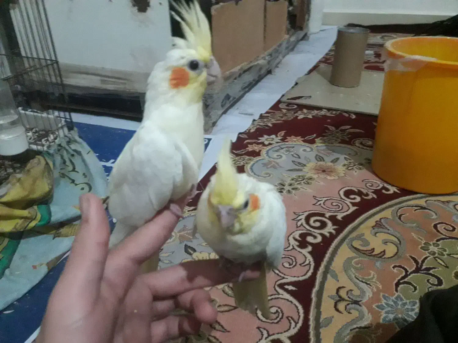 عروس هلندی|پرنده|بندرعباس, |دیوار