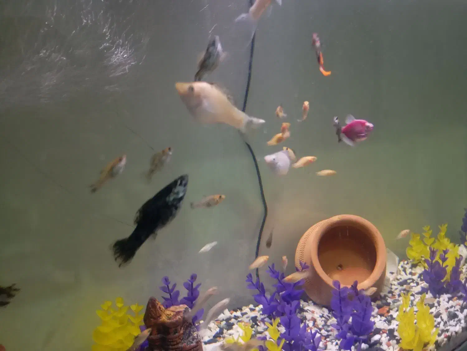 ماهی|ماهی|کرج, اخگرآباد|دیوار