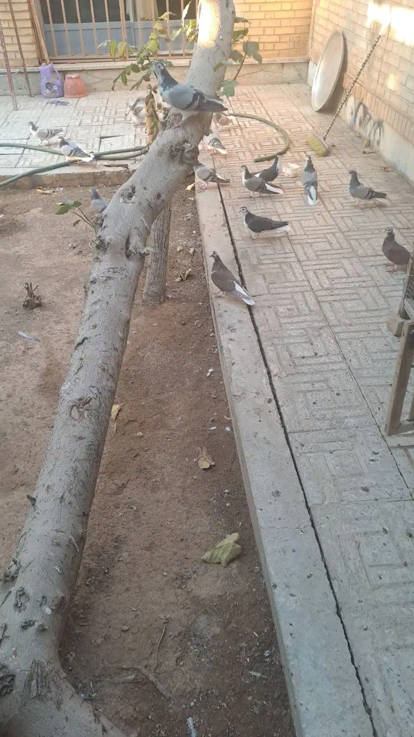 تعدادی کفتر نر بدرنگ|پرنده|شاهین‌شهر, شهرک پردیس|دیوار