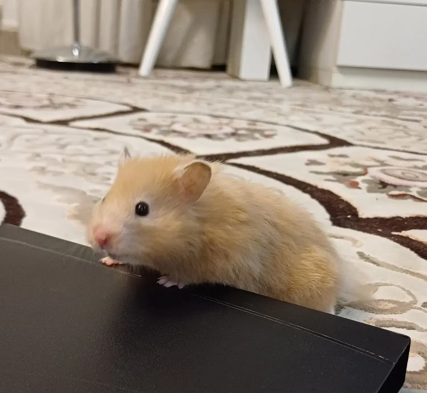 نیازمند همستر قهوه ای|موش و خرگوش|شیراز, مبعث|دیوار