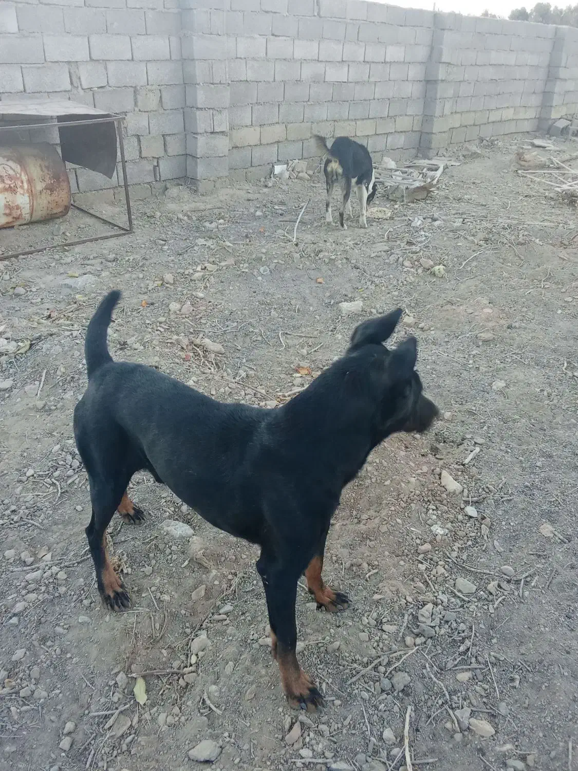 سگ دوبرمن|سگ|سیرجان, |دیوار