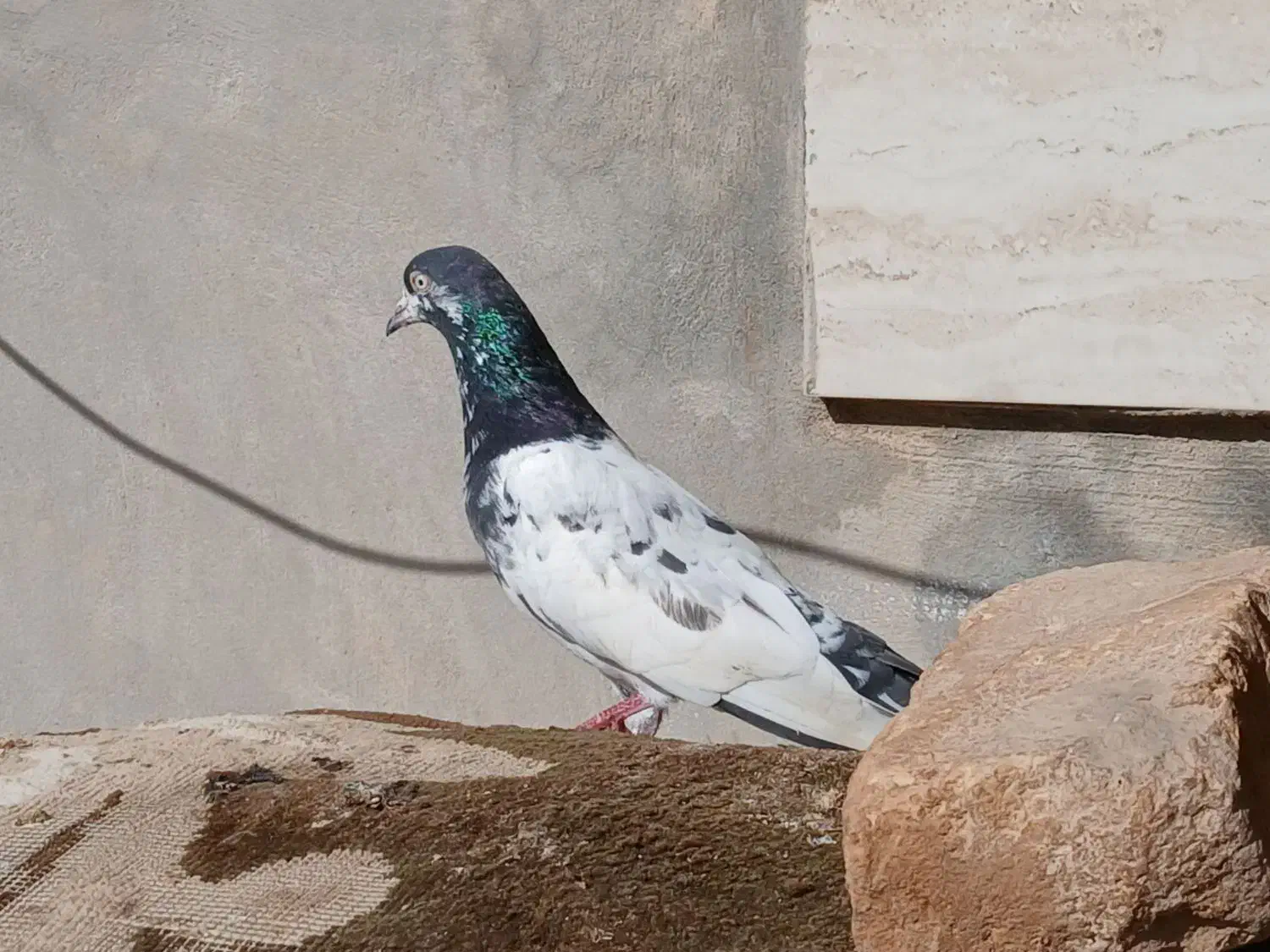 کفتر پرشی|پرنده|فاروج, |دیوار