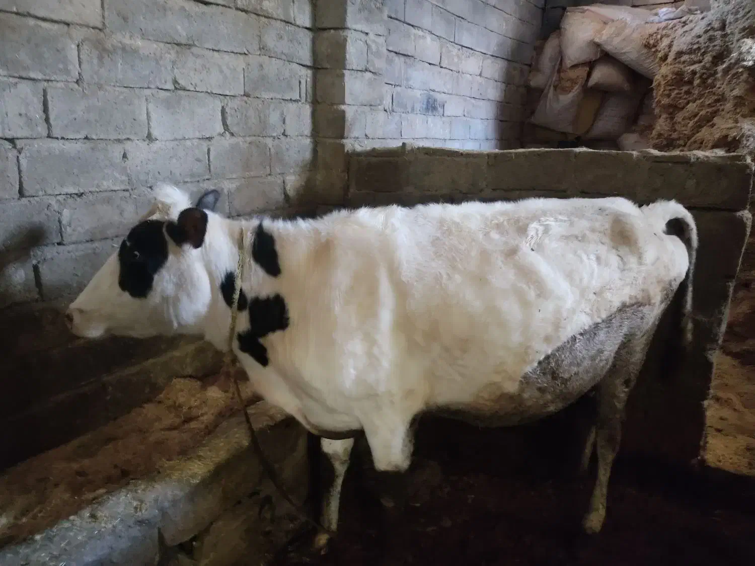 گاو آبستن و گوساله|حیوانات مزرعه|بیستون, |دیوار