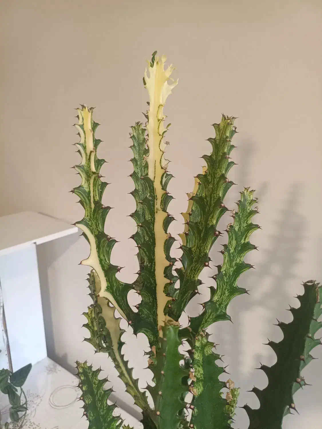 فروش انواع افوربیا و گیاهان اپارتمانی|گل و گیاه طبیعی|کرج, شهرک اوج|دیوار