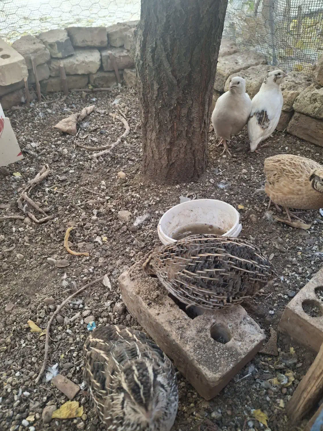 فروش بلدرچین|حیوانات مزرعه|شاهرود, |دیوار