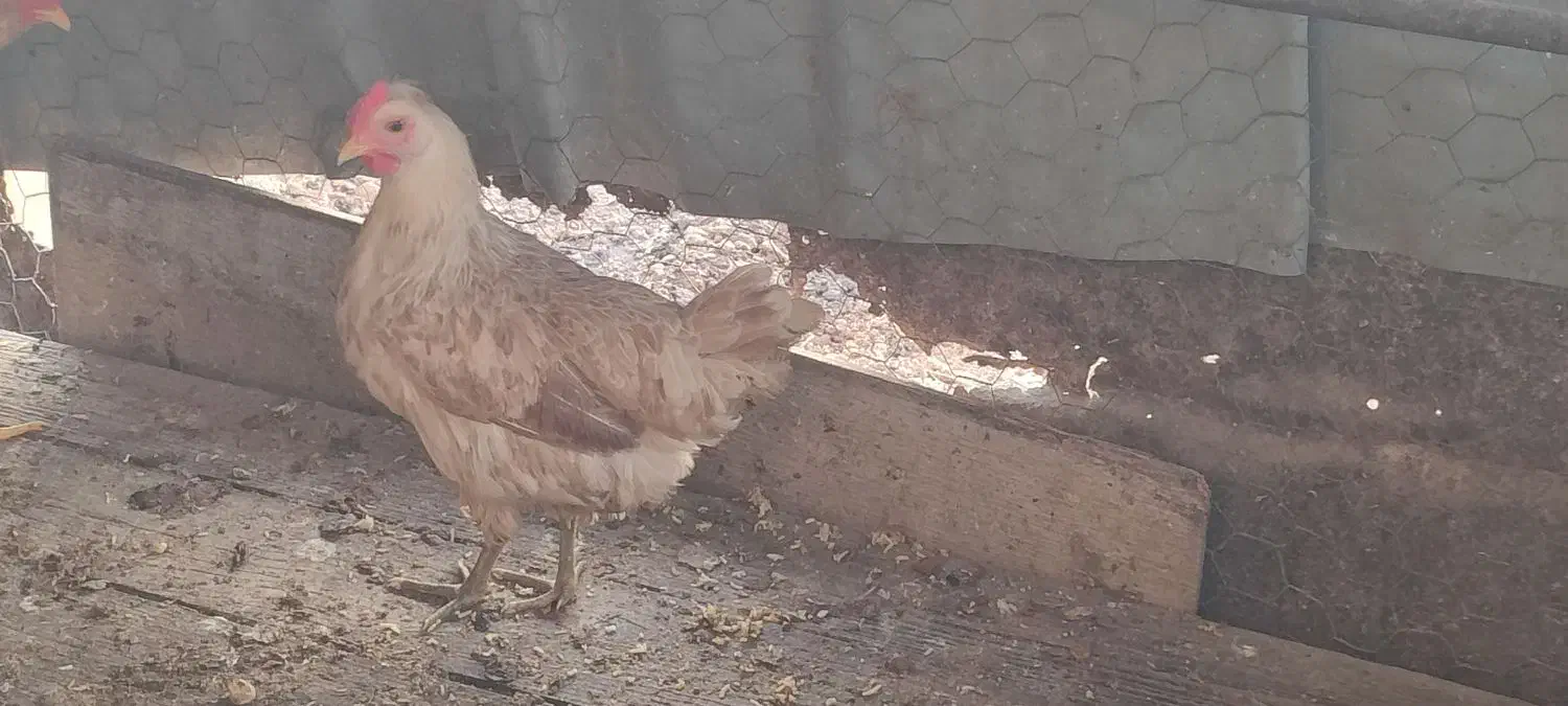 مرغ محلی|حیوانات مزرعه|امیدیه, |دیوار