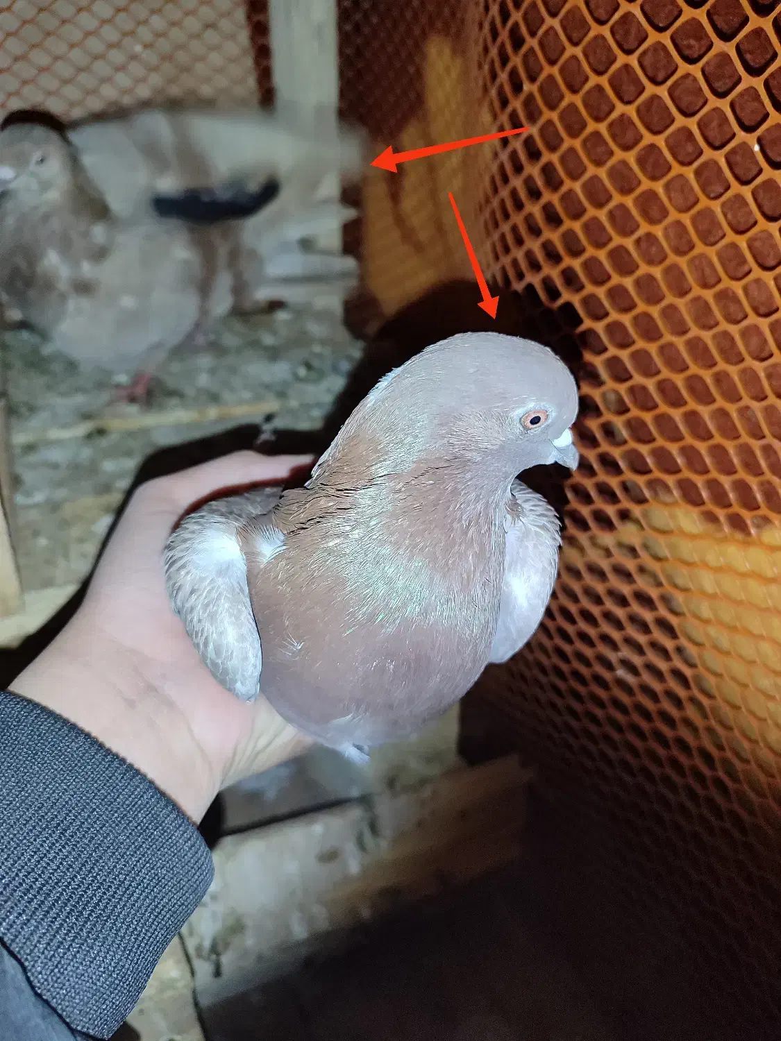 یک جفت کبوتر سرخ چشم پلاکی|پرنده|بافق, |دیوار