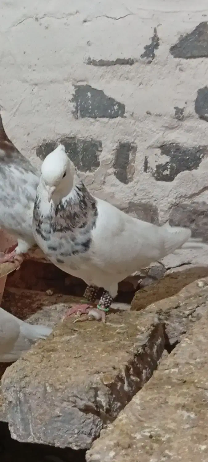 سینه طوقی|پرنده|سلیمان, |دیوار