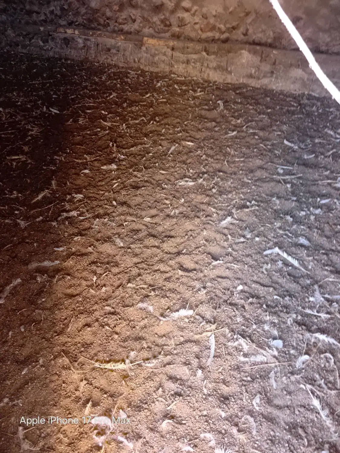 کود  مرغ نرم نرم|گل و گیاه طبیعی|مود, |دیوار