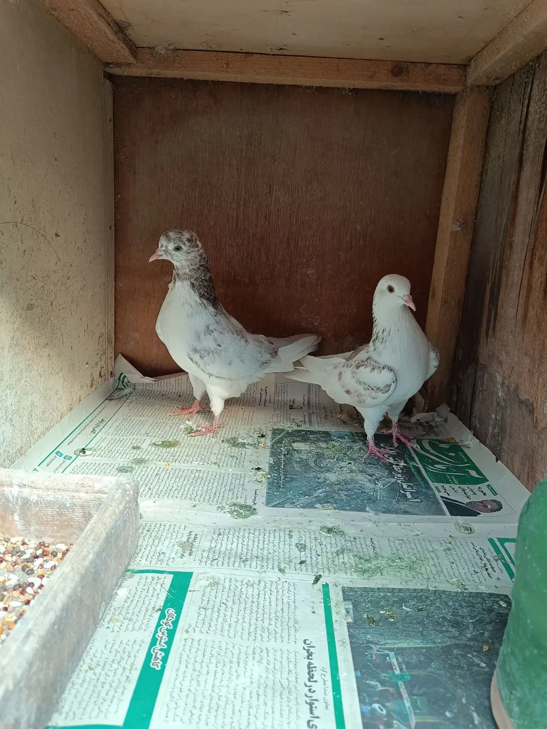 جفت کبوتر|پرنده|کلاچای, |دیوار