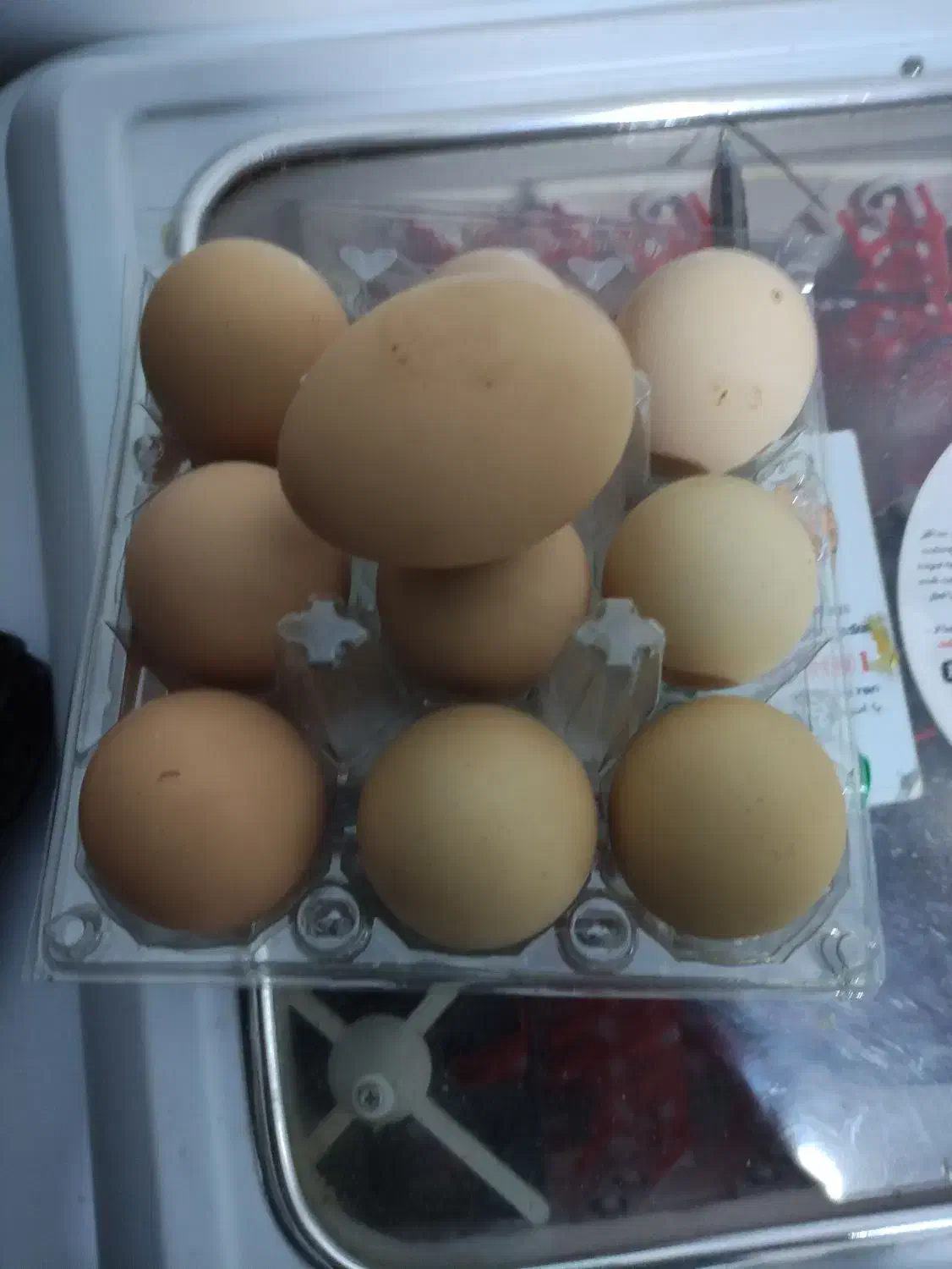 تخم نطفه دار پیلیمونت راک|حیوانات مزرعه|مبارکه, |دیوار