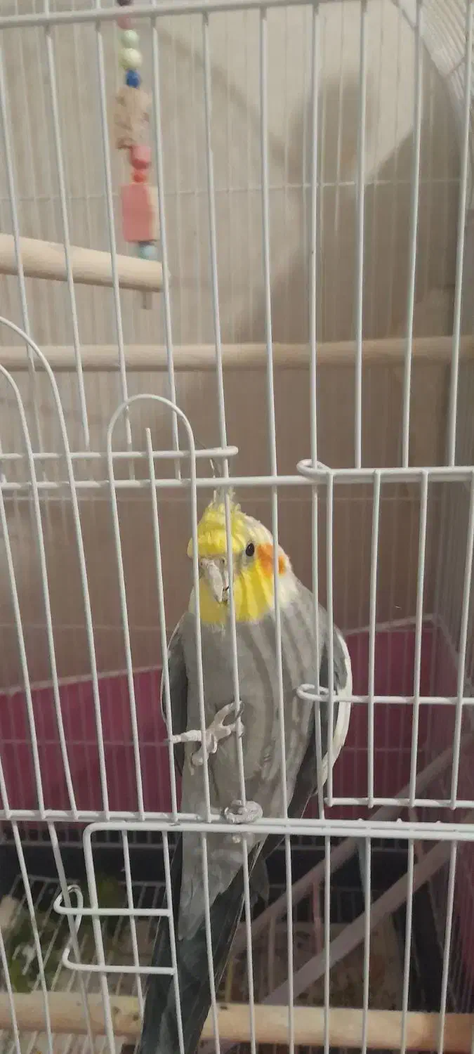 عروس هلندی|پرنده|فردیس, شهرک شهید حسینی|دیوار