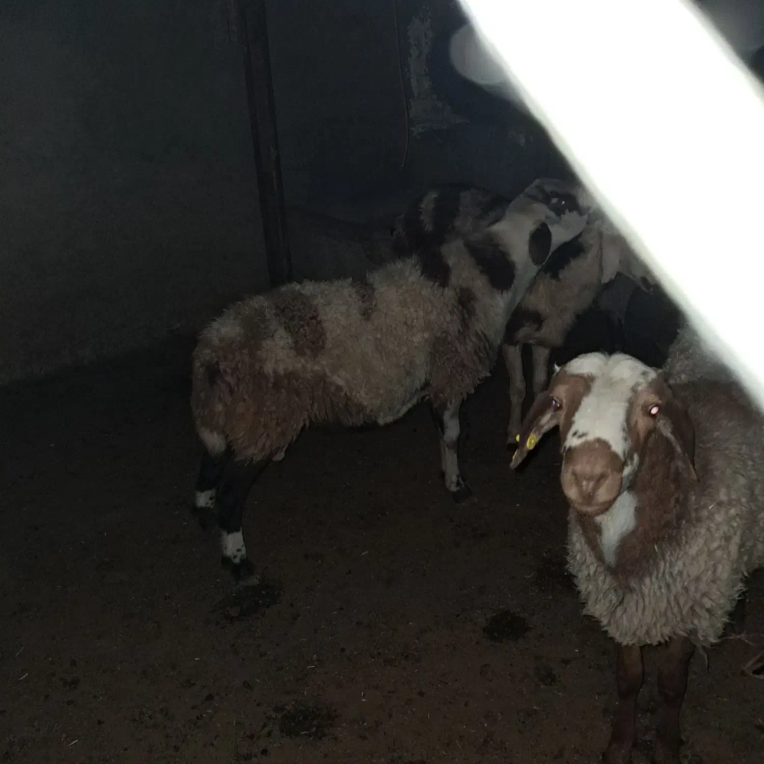 بره قوچ یک ساله پلنگی|حیوانات مزرعه|نهاوند, |دیوار