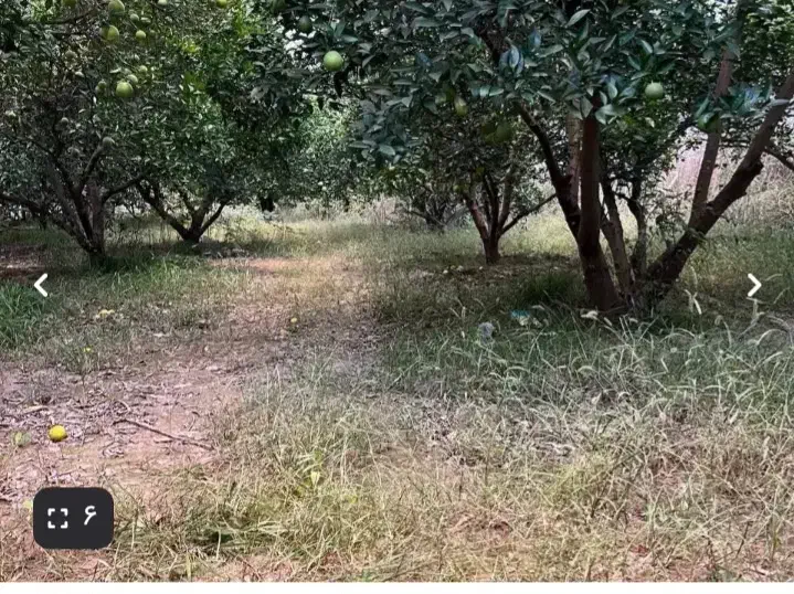 زمین /باغ پرتقال|فروش زمین و ملک کلنگی|شیراز, صاحب الزمان|دیوار