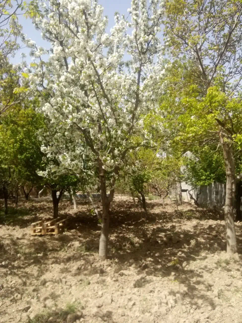 باغچه 500متری|فروش زمین و ملک کلنگی|محمدشهر, محمدشهر|دیوار