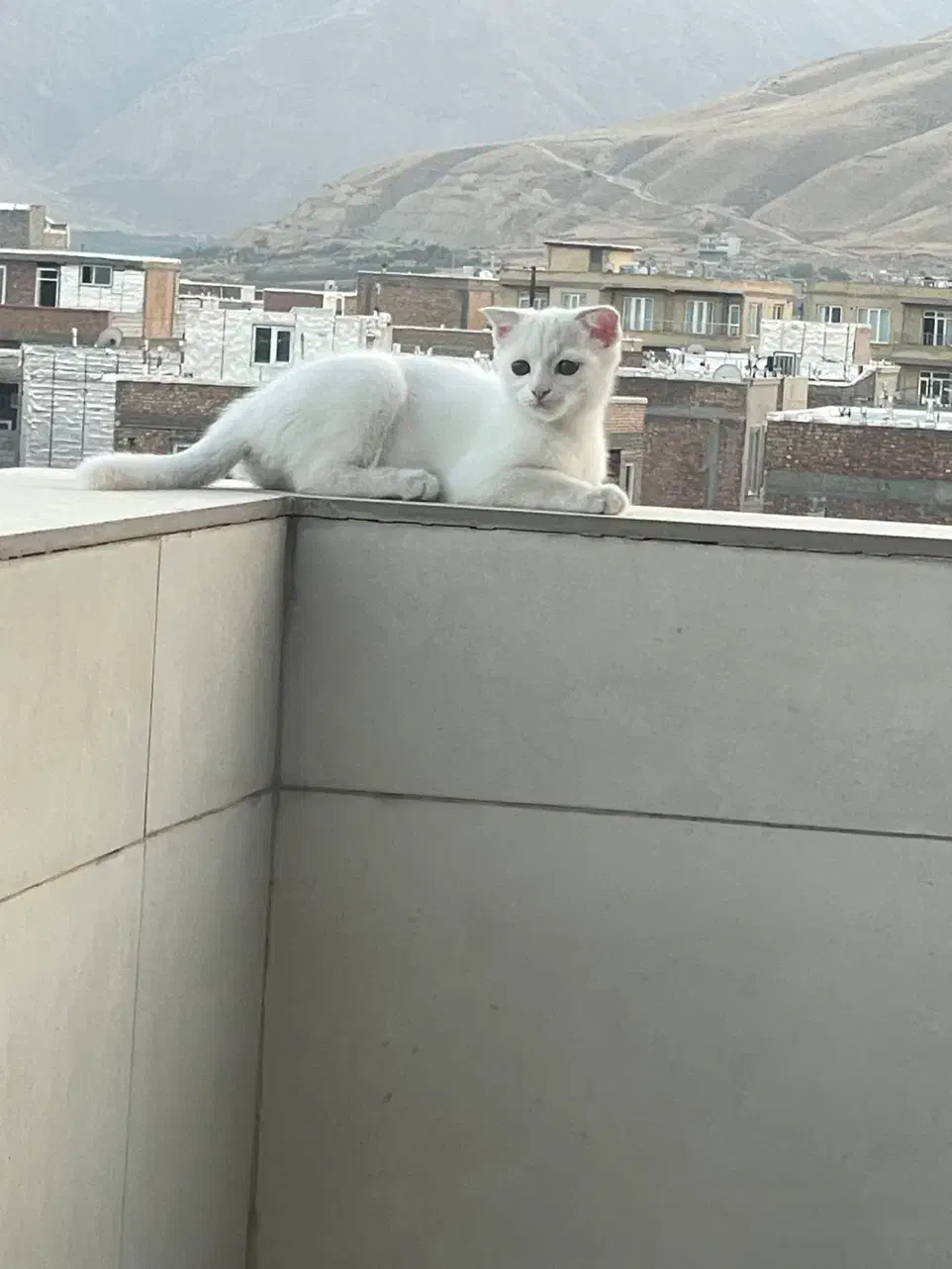 گربه اسکاتیش بریتیش با گوشهای خمیده و فسقلی|گربه|پیرانشهر, |دیوار