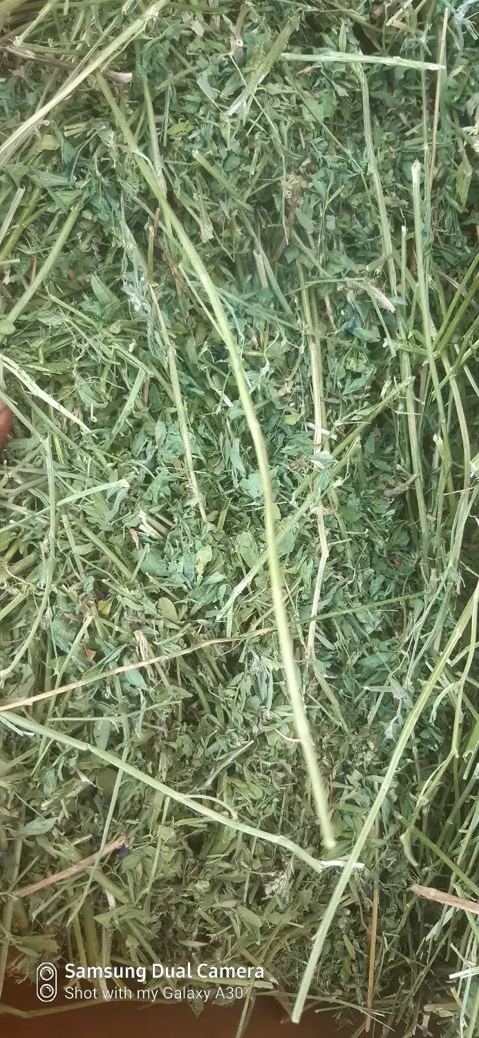 یونجه مخصوص خرگوش|لوازم جانبی حیوانات|اصفهان, دارک|دیوار