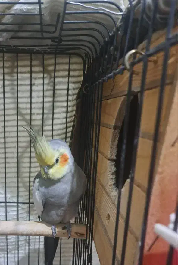 جفت عروس هلندی با جوجه|پرنده|فردیس, فردیس|دیوار