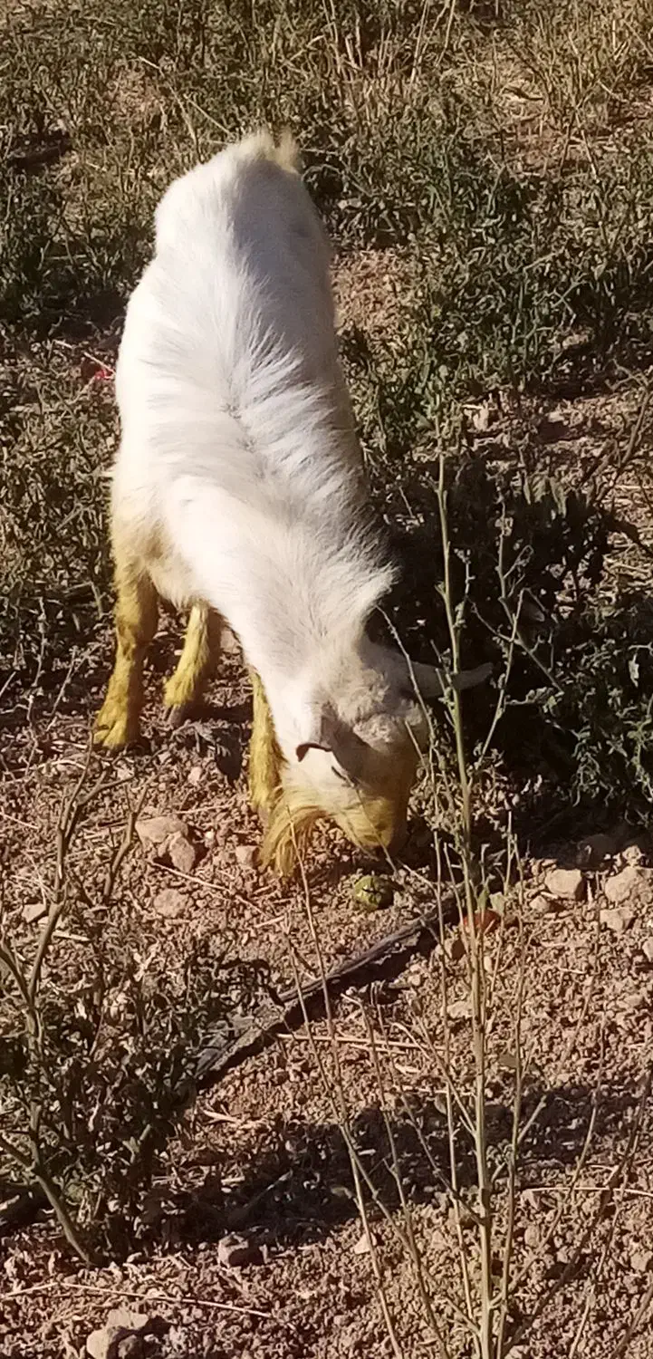 نر بز سانن|حیوانات مزرعه|مرودشت, بیست متری بیمارستان|دیوار