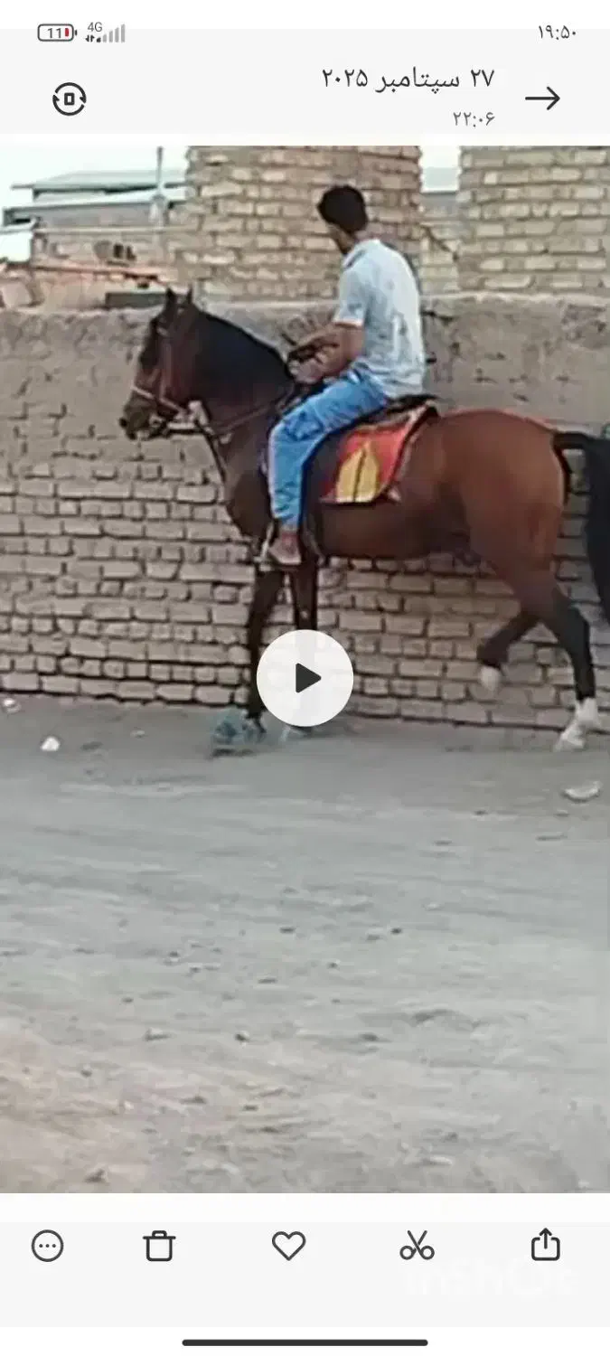 اسب خوبی است|اسب و تجهیزات اسب‌سواری|رفسنجان, |دیوار