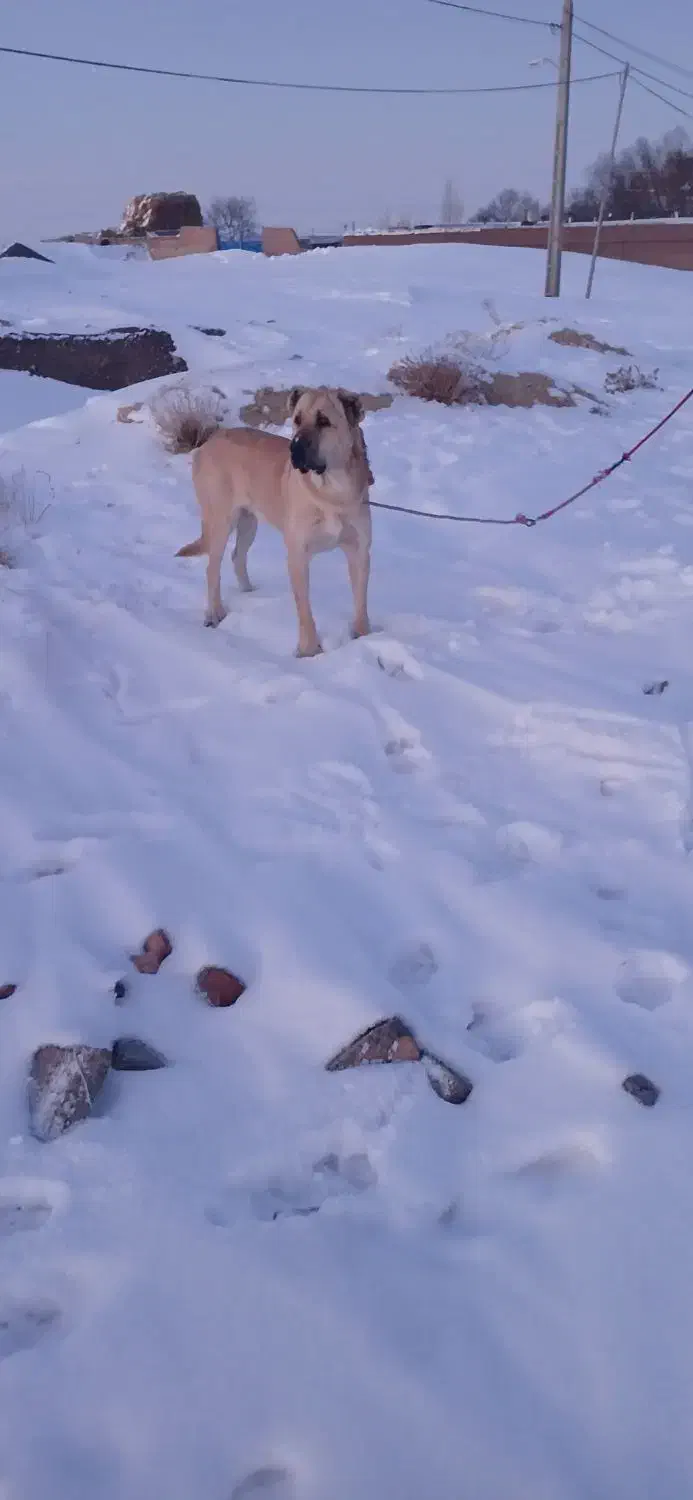 سگ سرابی اصیل|سگ|مهربان, |دیوار