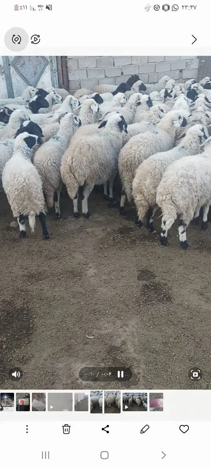 میش اوستن|حیوانات مزرعه|رفسنجان, |دیوار