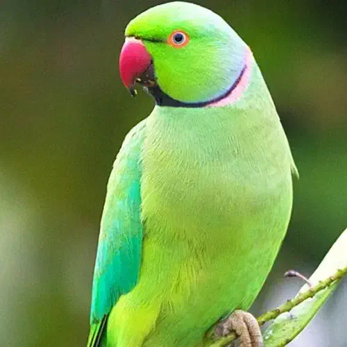 طوطی ملنگو ماده|پرنده|شوشتر, |دیوار