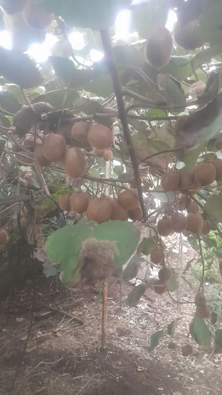 کیویی درختی|عمدهفروشی|واجارگاه, |دیوار