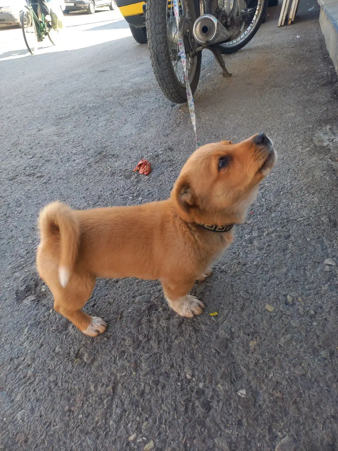 سگ پارمر عروسکی|سگ|قم, ناصردیوان|دیوار