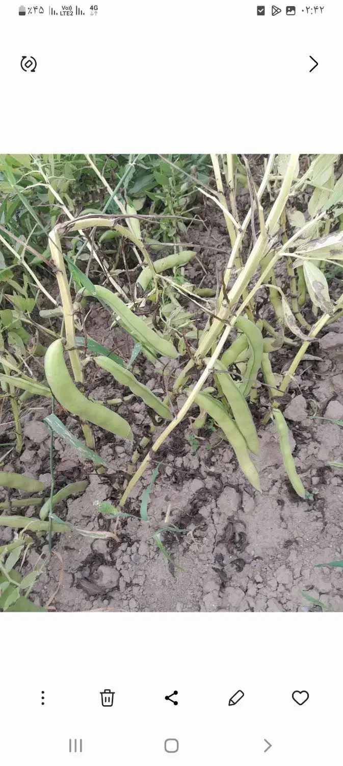 باقلا سبز|خوردنی و آشامیدنی|جلین, |دیوار