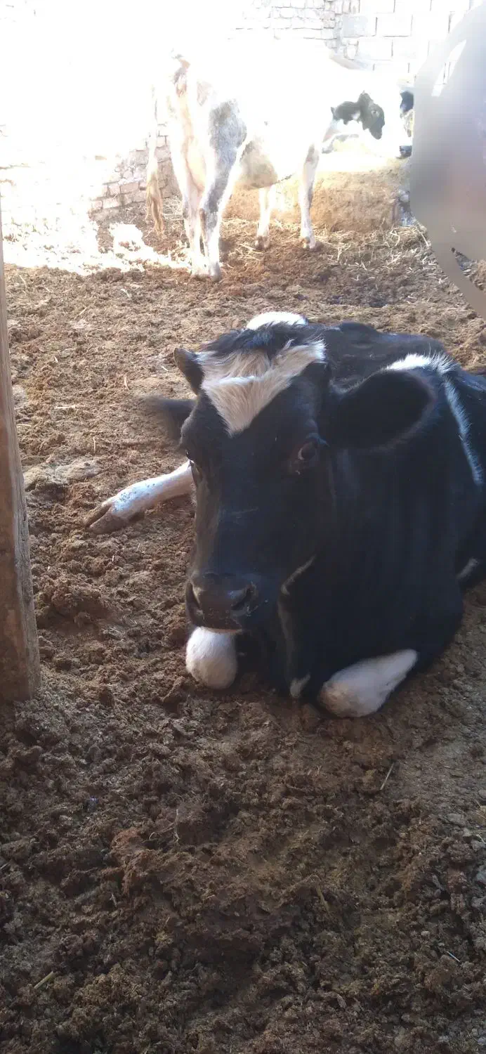 کود گاوی|عمدهفروشی|تربت جام, میان جام|دیوار