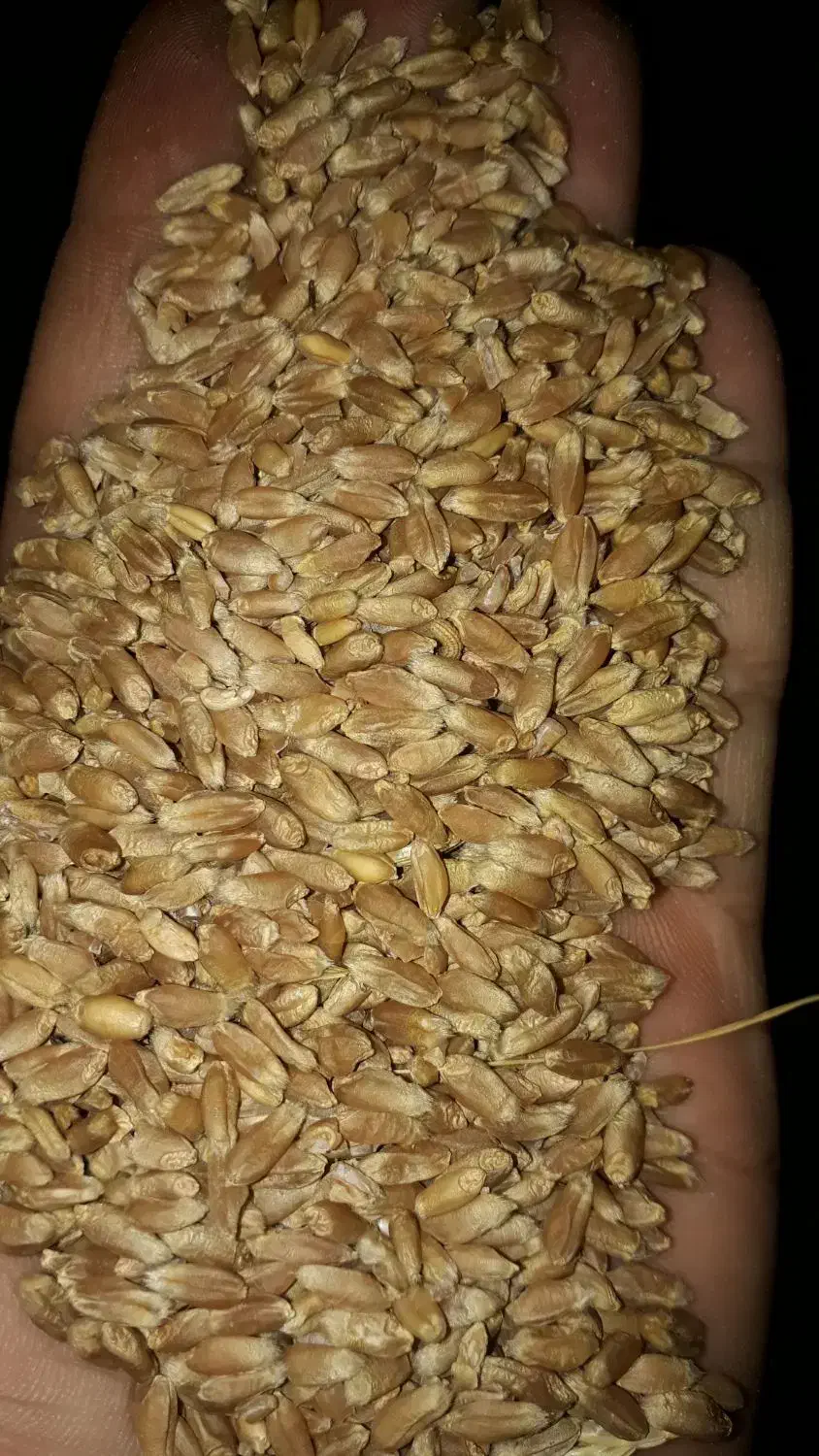 گندم بذری رقم احسان  N 8720 گندم قرمز|عمده‌فروشی|مینودشت, |دیوار