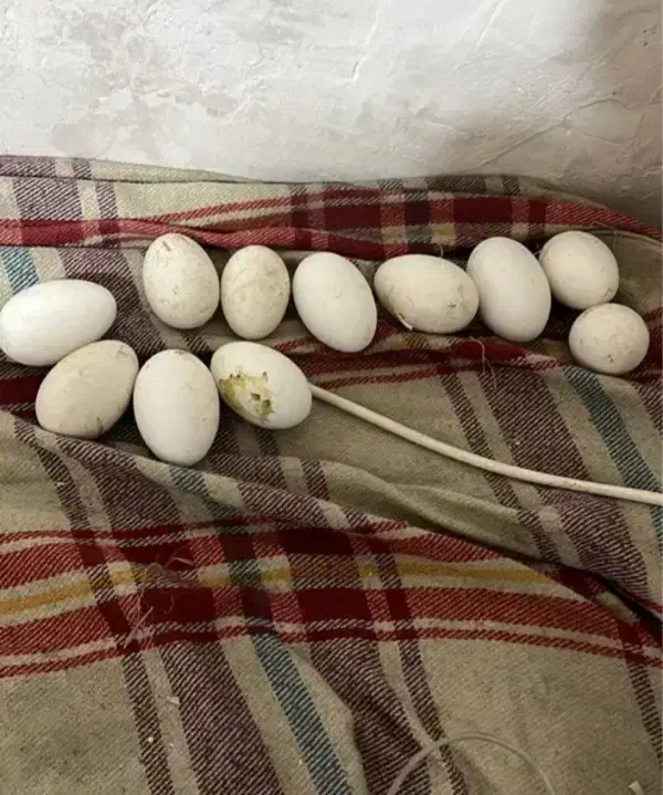 تخم غاز نطفه دار|حیوانات مزرعه|رودسر, |دیوار