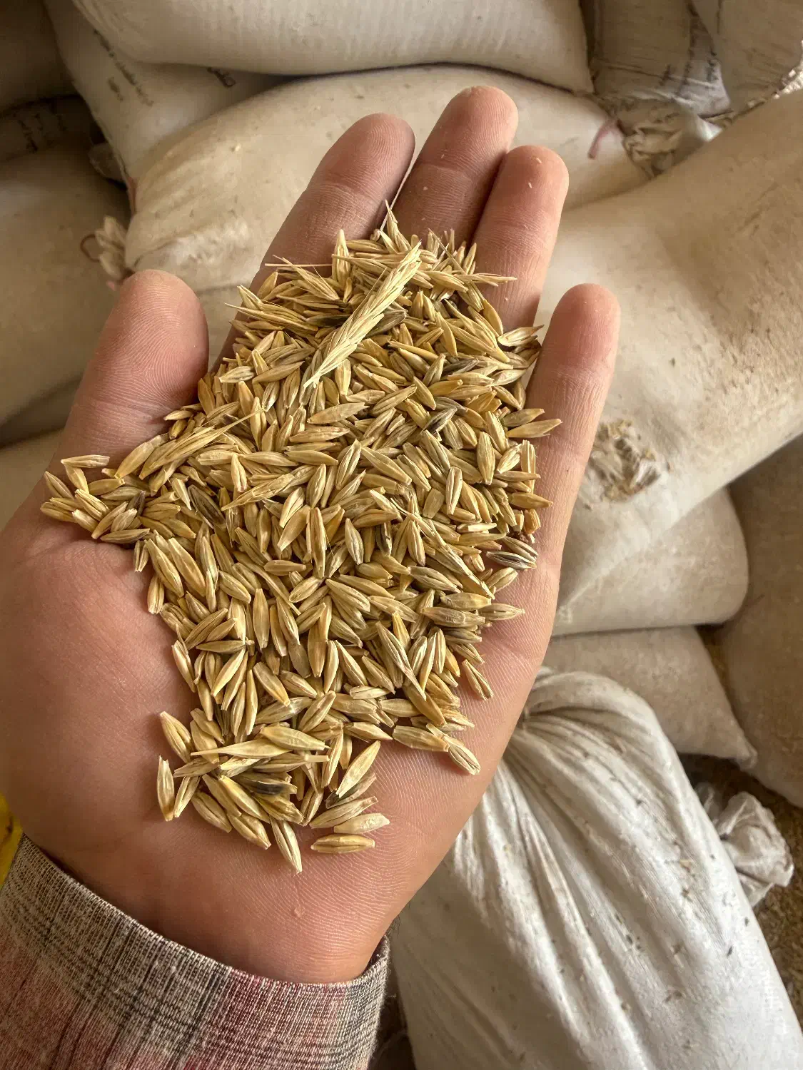 جو بش بذری|عمده‌فروشی|شیراز, شهرک صنعتی شیراز|دیوار