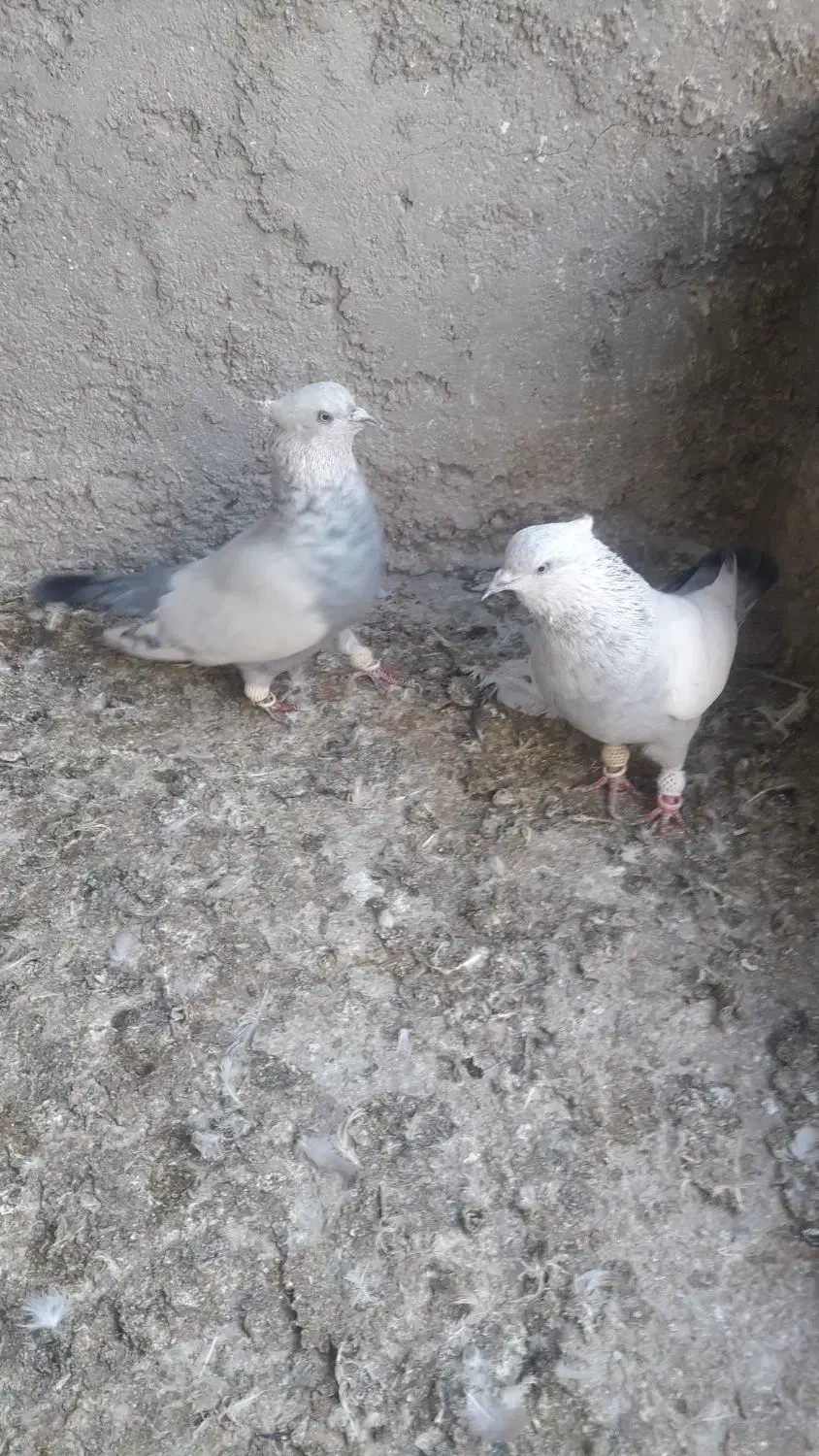 کبوتر سینه|پرنده|بجنورد, |دیوار